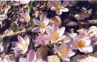 /album/wildflowers/crocus-sieberi-yp-sublimis-parnassos-jpg/